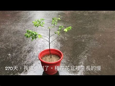芙蓉草種植 2024香港運程